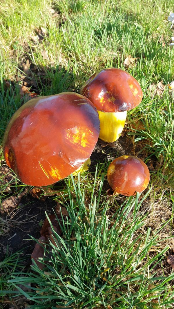 Les champignons (cèpes)