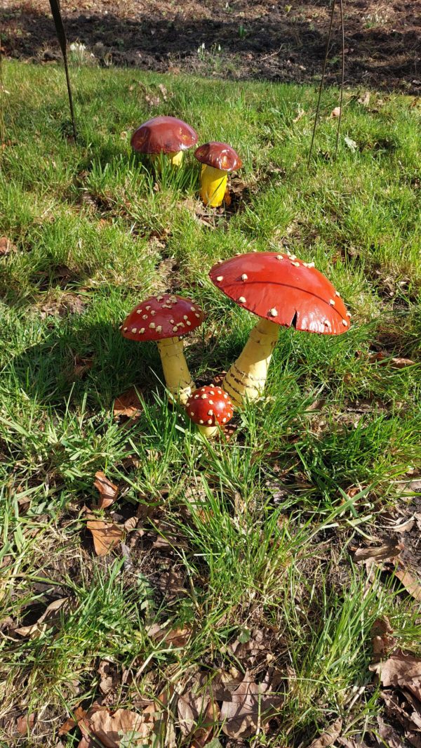 Les champignons (cèpes) – Image 2